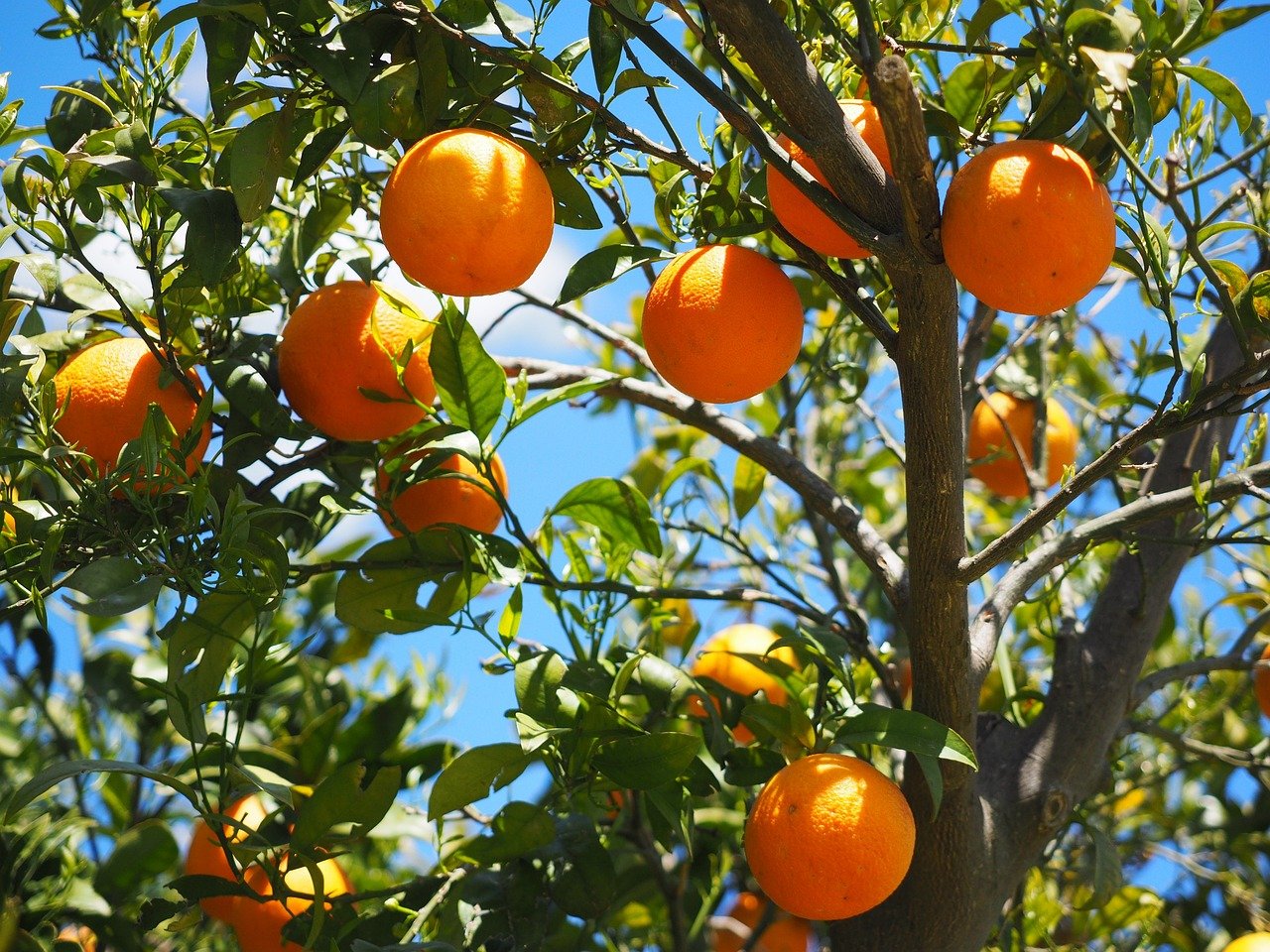 oranges-on-a-tree