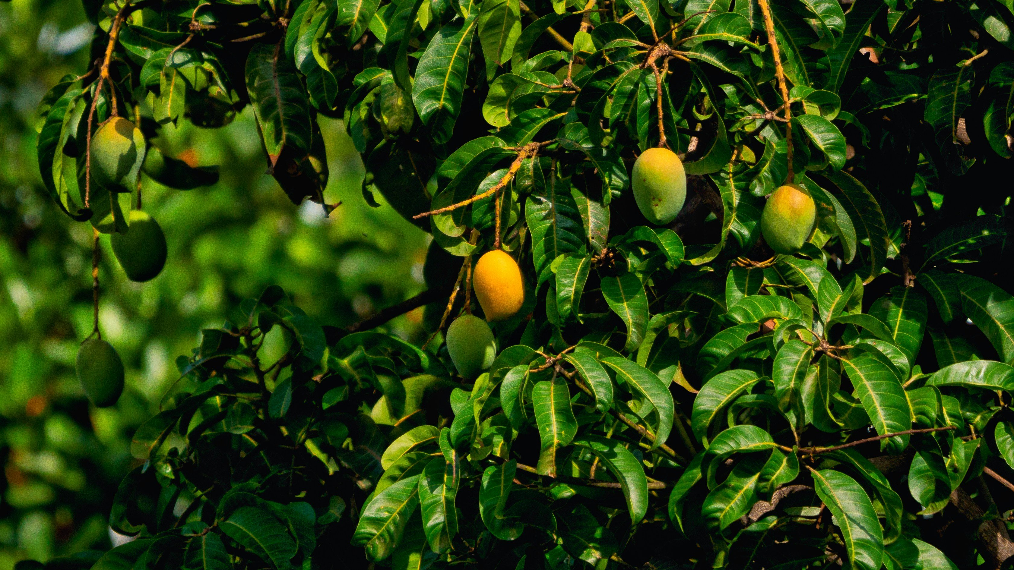 mango-tree